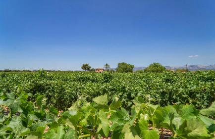 Vinyes Can Grau - Foto 15