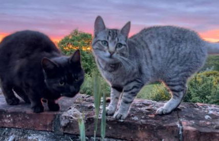 The Burrow, Oradour ST Genest - Foto 9