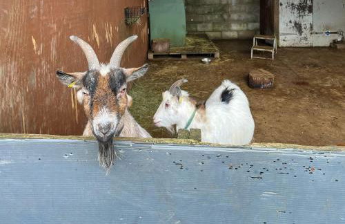 Pine Lodge - Foto 23