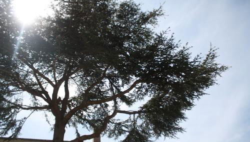 A CARDICCIA Loc saisonnières PIANA - Foto 3
