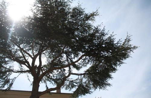 A CARDICCIA Loc saisonnières PIANA - Foto 3