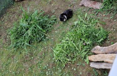 Ferienwohnung Ingrid - Foto 33