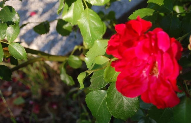 Bio Agriturismo La Spiga D'oro - Photo 27