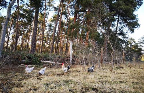 Gästesuite am Waldrand, Ausstieg auf Zeit - Foto 25