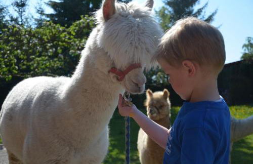 Alpakatherapie und Ferienhof Charlottenthal - Foto 49