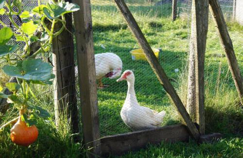 Ferienwohnung Wiesenschneiders - Foto 23