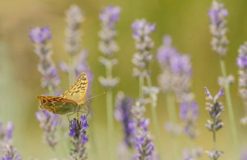 Casa das Palmeiras - Pedagogic Farm - Foto 126