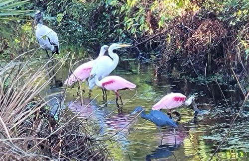 Pet Friendly, Hot Tub, 8ml to Beach, 7ml to Sebastian - Foto 20