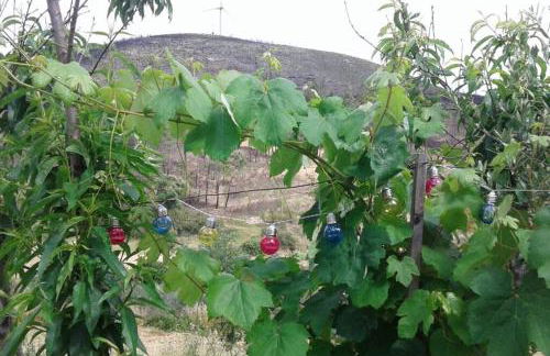 Palheirinho - Foto 40