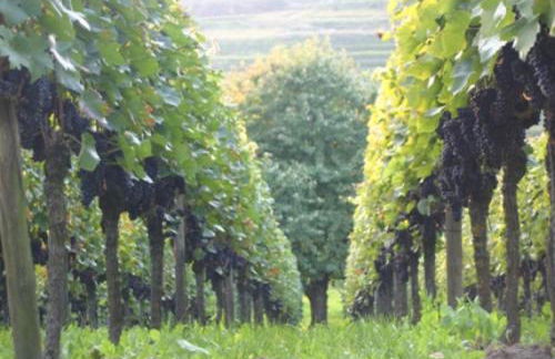 Bianca's Kaiserstuhl - Foto 19