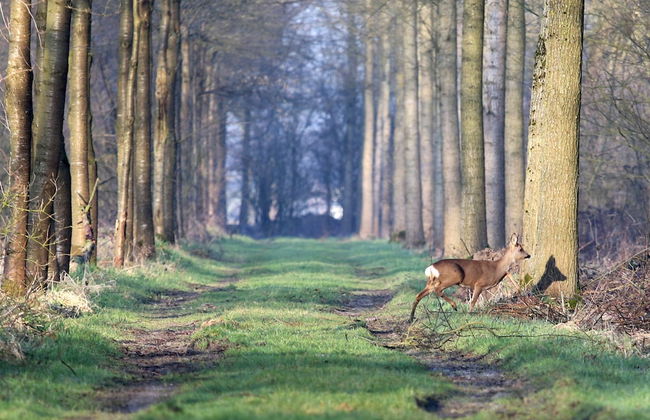 Vakantiewoning Fossee - Foto 22