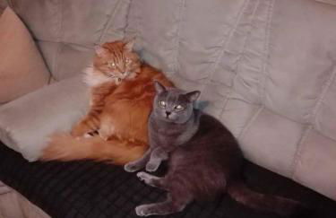 Ferienwohnung Dichtl - Foto 12