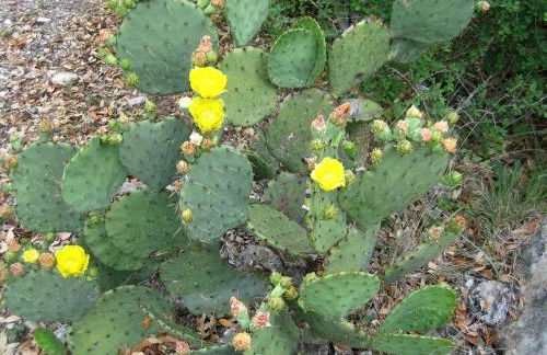 Pet-Friendly Cabin Rental for Two in Pipe Creek, Texas - Foto 18