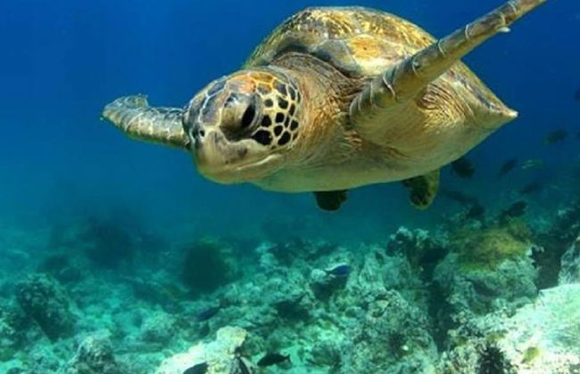 Sea Life Manchester - Billet d'entrée - Photo 1