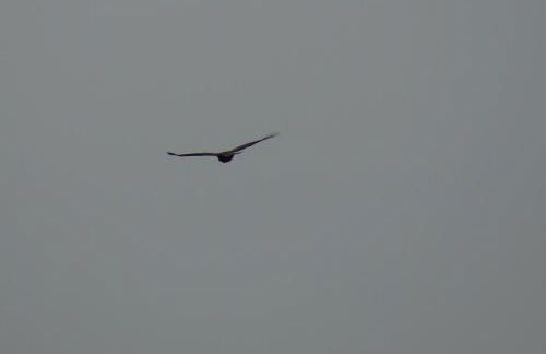 Buzzards Retreat - Foto 29