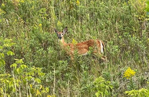 Maison Flambeau - Foto 51