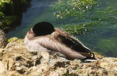 Casa la noce - Foto 16