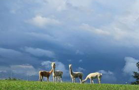 Pastelova Krova - domki w Bieszczadach - Foto 76