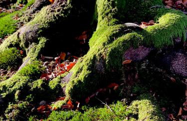 Żurawi klangor - dom z sauną i jacuzzi - Foto 44