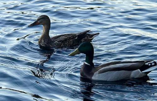 Bayberry Lakehouse - Foto 52