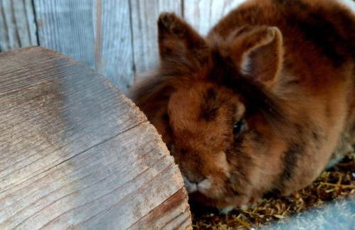 Ferienwohnung Goldfasan - Foto 33