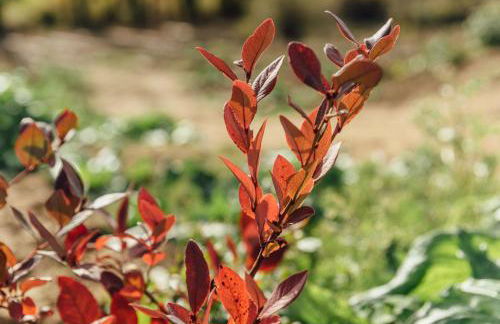Alojamiento Turístico La alegría de la huerta - Foto 37