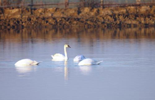 Mobile Home in Po Delta Park With Beach Access - Foto 68