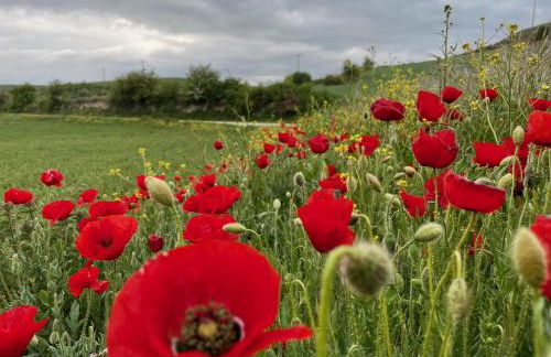 Fresno Vista - Photo 36