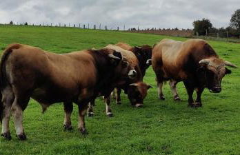 L'Oustalou - Tiny house en Aubrac - calme & nature - Foto 32