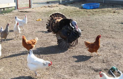 Ferienwohnung auf dem Bauernhof - Foto 22