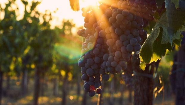 Tour in Lucignano - Foto 4