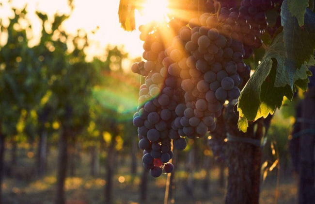 Tour in Lucignano - Photo 4