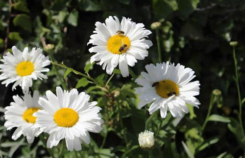 Sigmundenhof Schonach - Foto 75