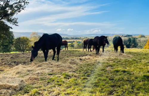 Super Host Large Luxury Cottage South Downs Park - Foto 49