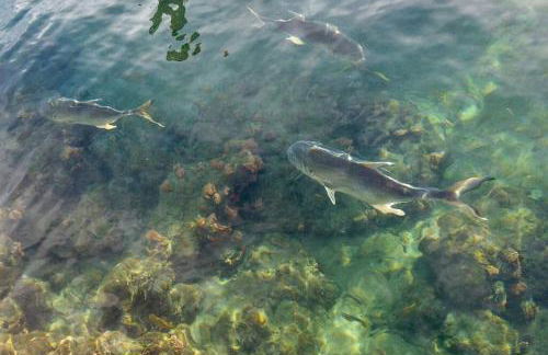 The Beach House at Seascape Steps from the Beach, Marina and Shops! - Foto 45