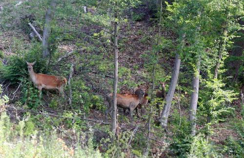 Apartments Šoić - Photo 72