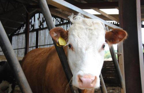 Guernsey Cottage - Foto 26