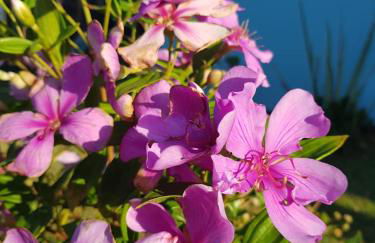 Condominio Vila Lila - Foto 26