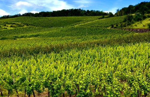 Klein & Fein für nach dem Wein bei Wein- & Sekthaus Dillé - Foto 6