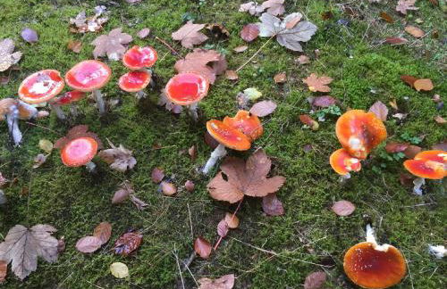 Haus Lila Welle - Foto 26