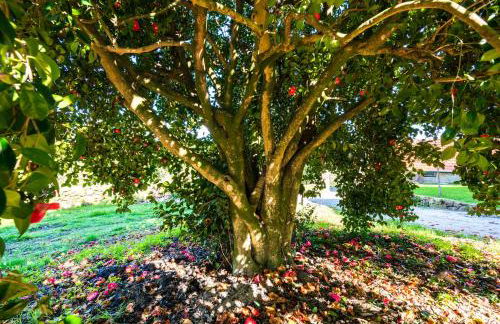 Quinta das Lamas - Antiga Adega - Foto 31