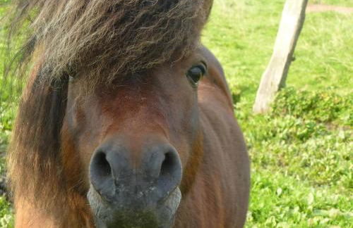 Das Koogsbauernhaus - Foto 17