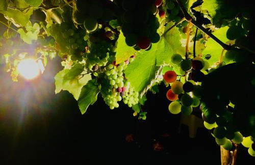 Az. Agr. Parco dei Buoi - Foto 17