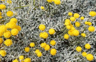 Monte Symphony - Foto 44