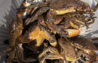 Petite maison dans la manche - Foto 29