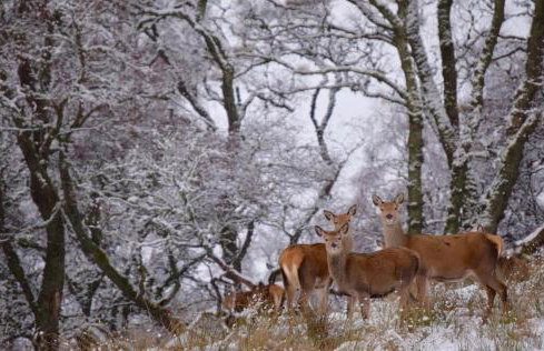 Na Craigean Lodge - Foto 10