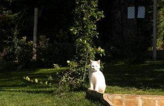 Rosmaris - Villa nel verde - Foto 9