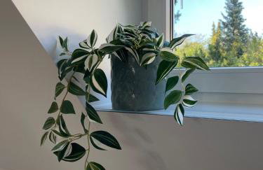 Ruhiges Gästehaus - 120qm - Garten - 1A Lage - Foto 4