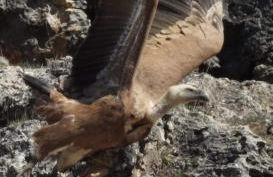 El Mirador de la Dehesa de Cuellar - Foto 36