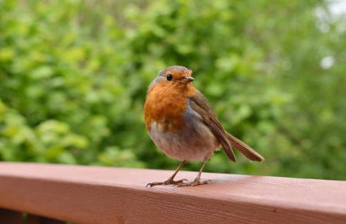 Eagles Nest - Photo 14